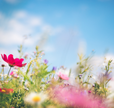 fiori primaverili