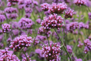 verbena