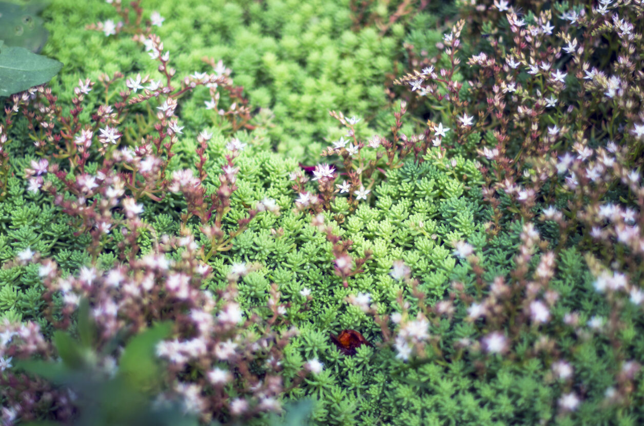 6 piante senza allergie