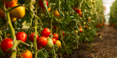 Orto di pomodori