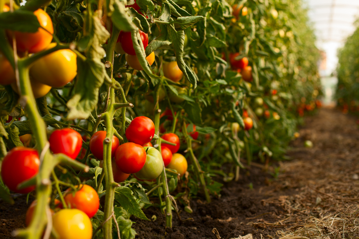 Orto di pomodori